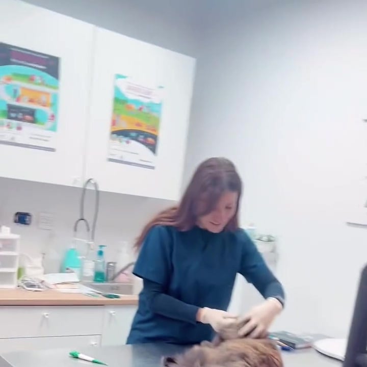 Dr. Dima carefully examining a cat on the clinic table
