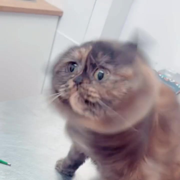 A calm pet after a veterinary check at Petopia