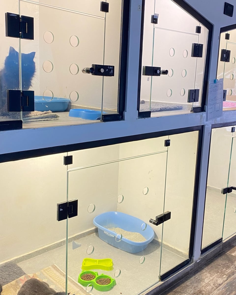 Clean glass-fronted boarding enclosures at Petopia