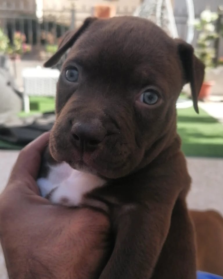 A small puppy held gently for a closer look